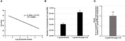 TaqMan-quantitative PCR assays applied in Neospora caninum knock-outs generated through CRISPR-Cas9 allow to determine the copy numbers of integrated dihydrofolate reductase-thymidylate synthase drug selectable markers